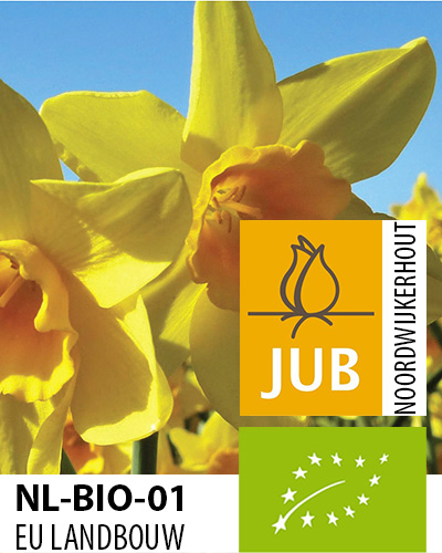 Narcis BIO drobnokvetý Garden Opera 10/12, 100 ks